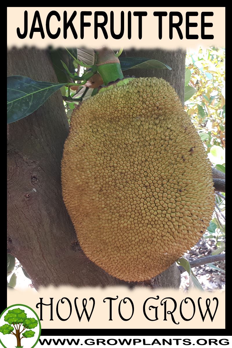 How to grow Jackfruit tree
