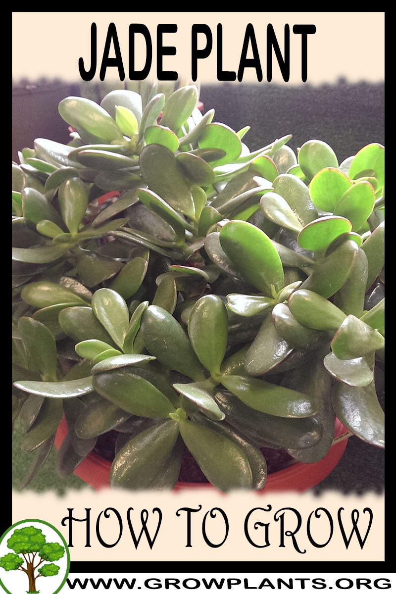 How to grow Jade plant