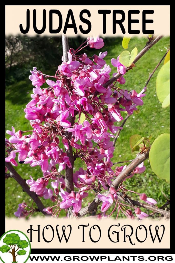 How to grow Judas tree