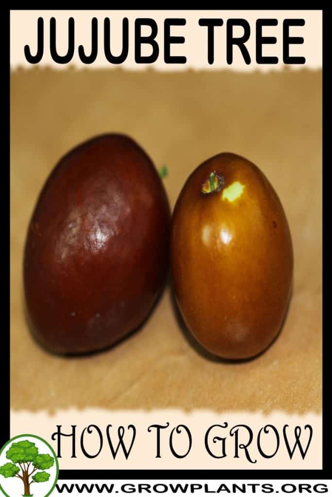 How to grow Jujube tree
