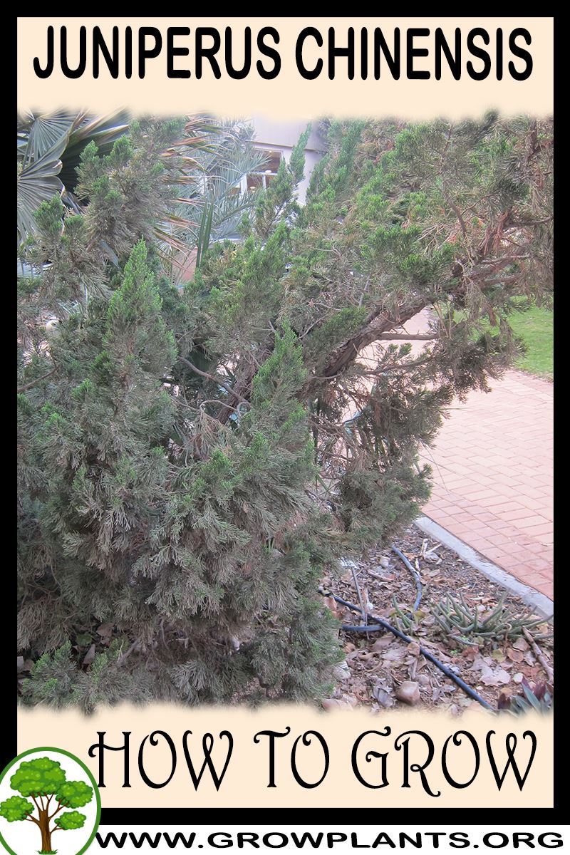 How to grow Juniperus chinensis