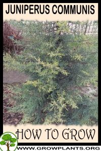 How to grow Juniperus communis
