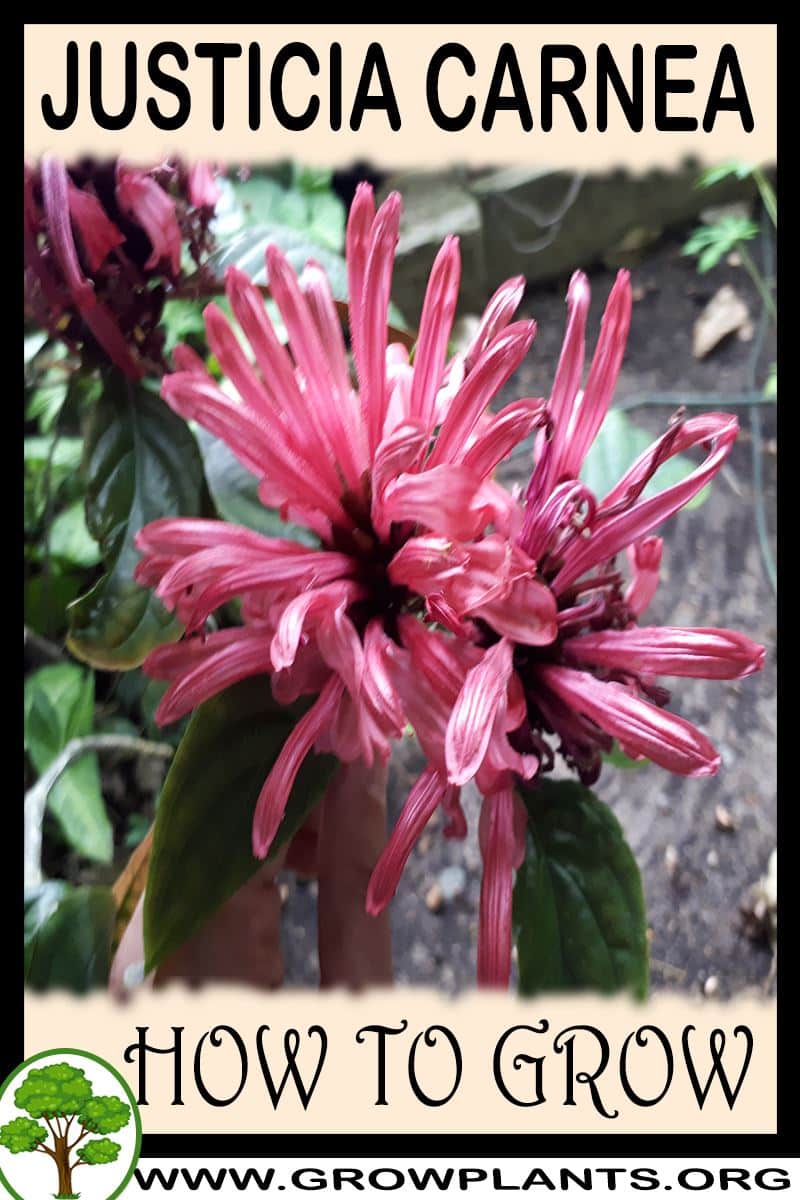 How to grow Justicia carnea
