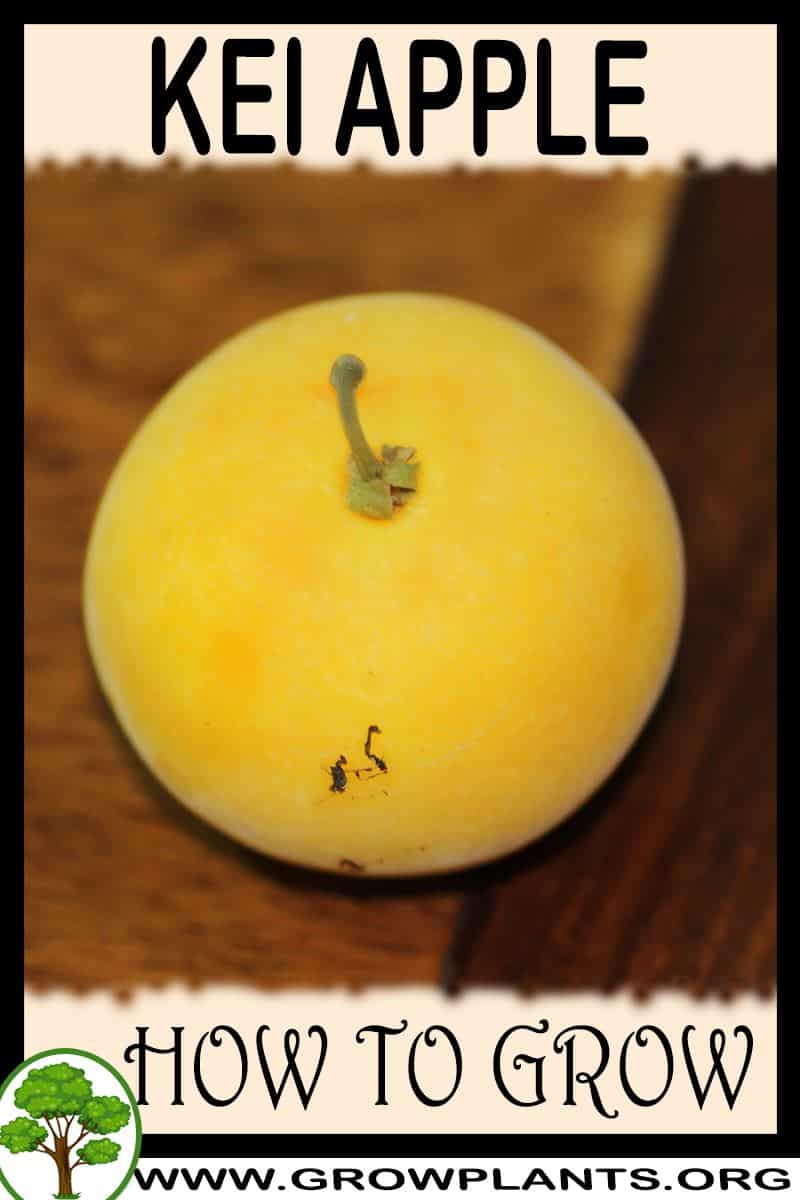 How to grow Kei apple