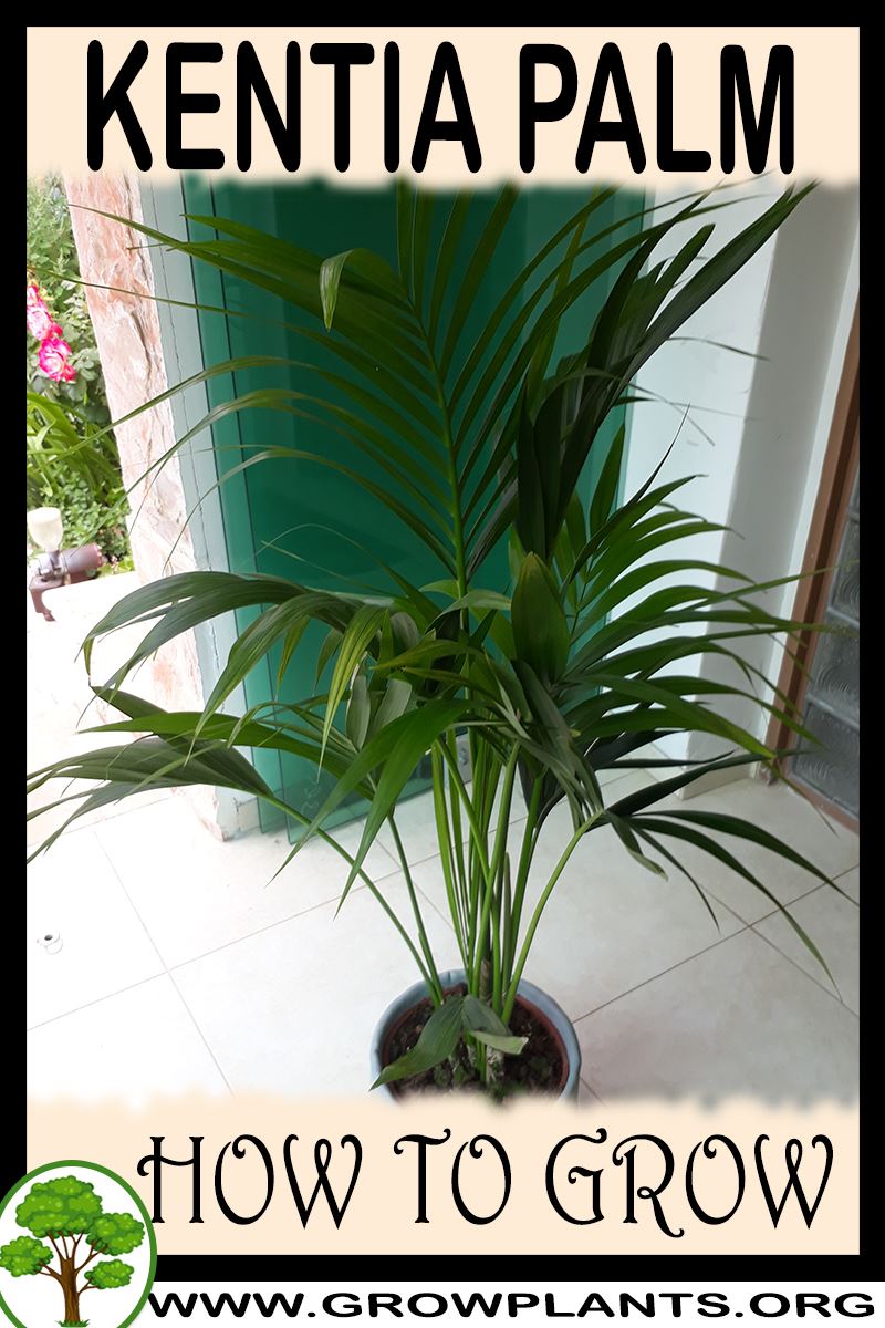 How to grow Kentia palm