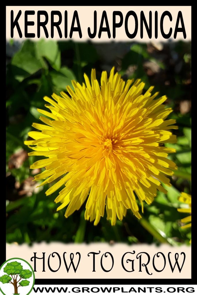 How to grow Kerria japonica
