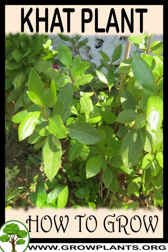 How to grow Khat