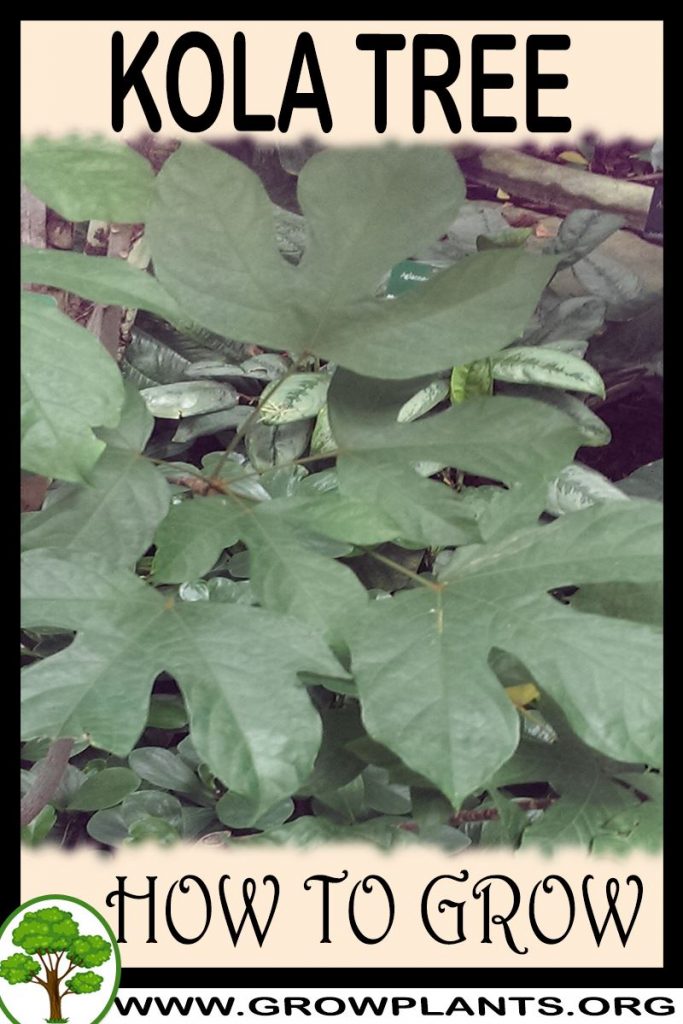 How to grow Kola nut