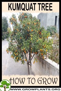 How to grow Kumquat tree