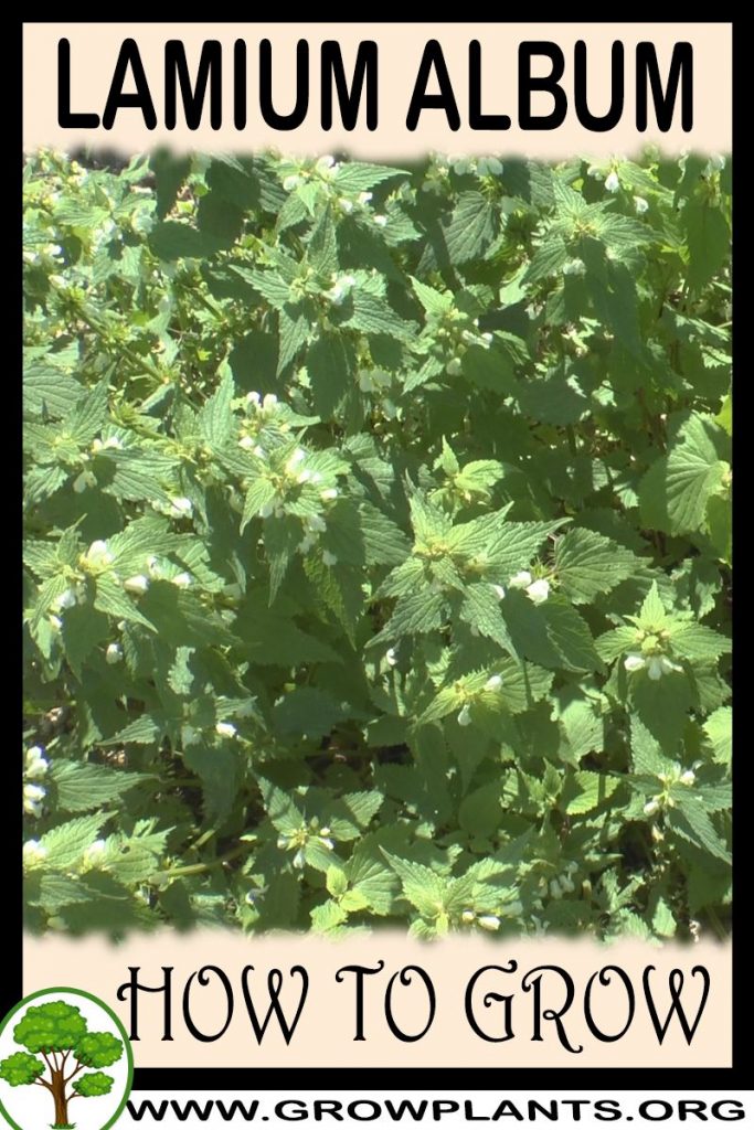 How to grow Lamium album