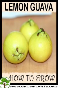 How to grow Lemon Guava