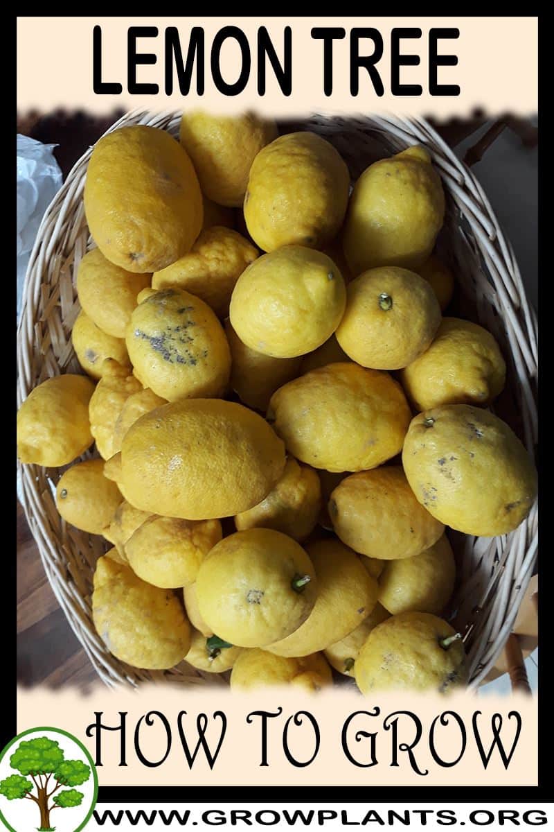 How to grow Lemon tree