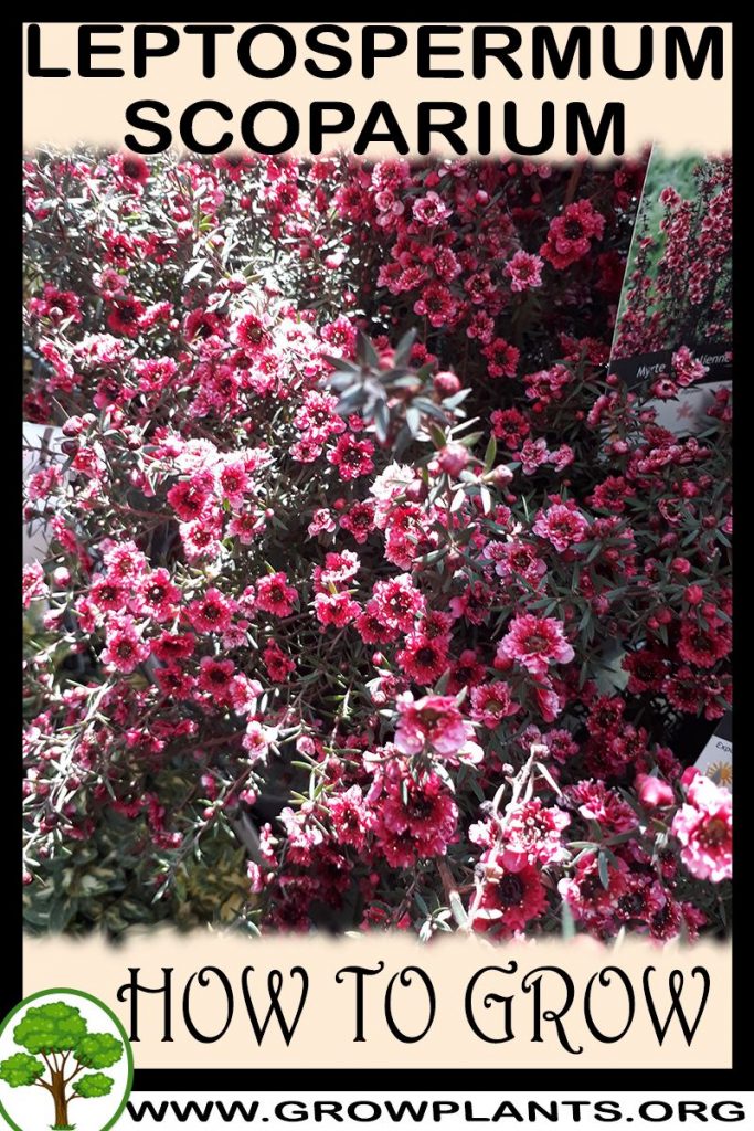 How to grow Leptospermum scoparium