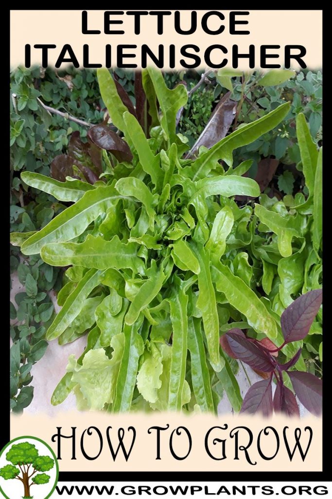 How to grow Lettuce Italienischer