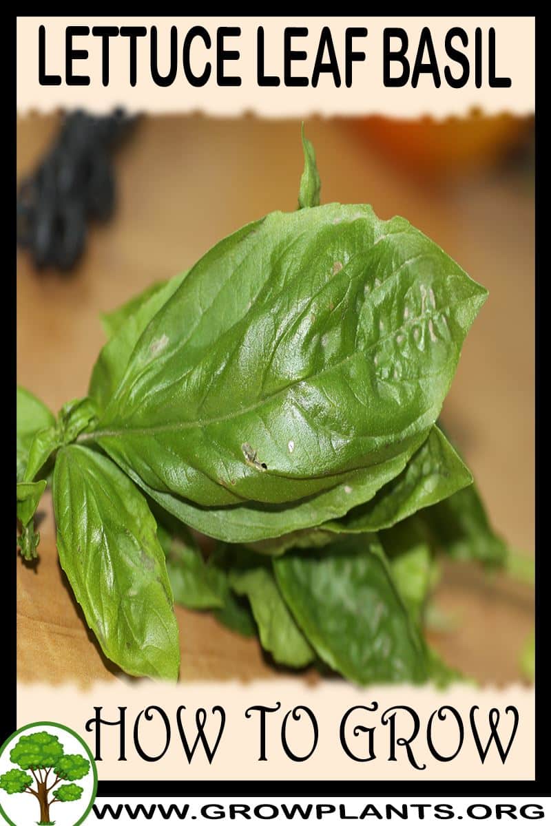 How to grow Lettuce leaf basil