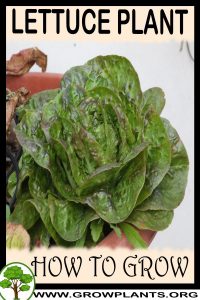 How to grow Lettuce plant