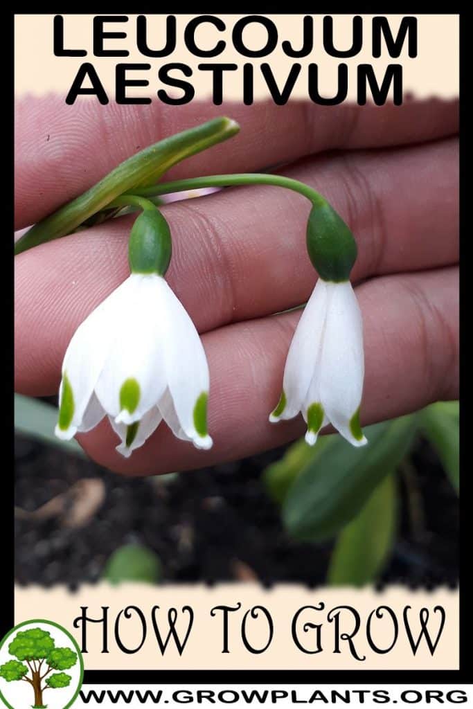 How to grow Leucojum aestivum
