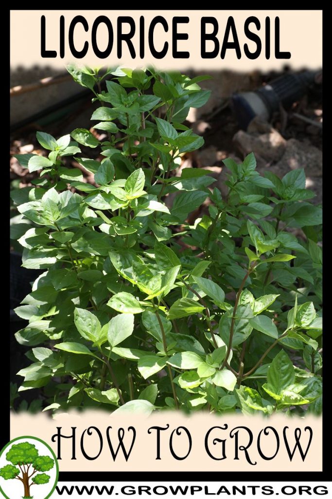 How to grow Licorice basil