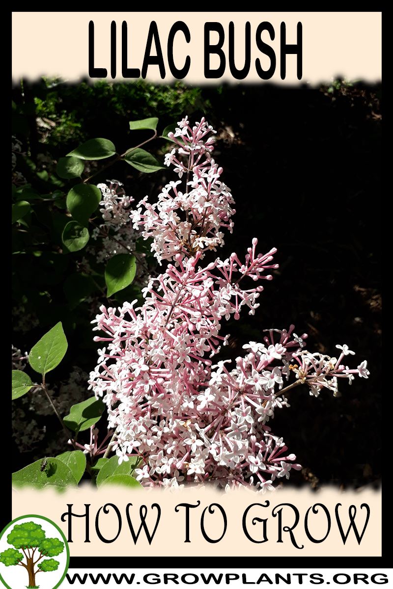 How to grow Lilac bush