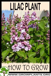 How to grow Lilac plant
