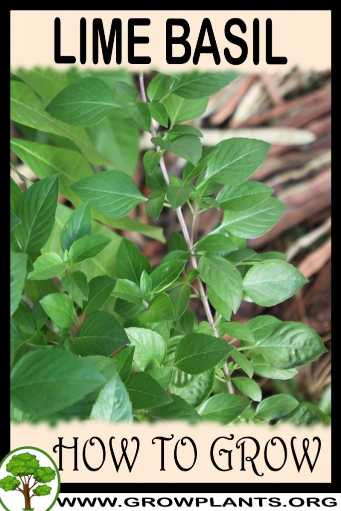 Lime basil How to grow care