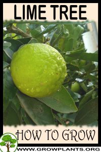 How to grow Lime tree