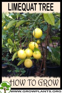 How to grow Limequat tree