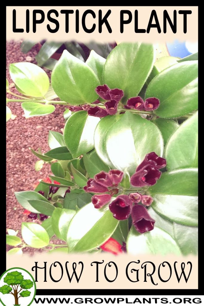 How to grow Lipstick plant