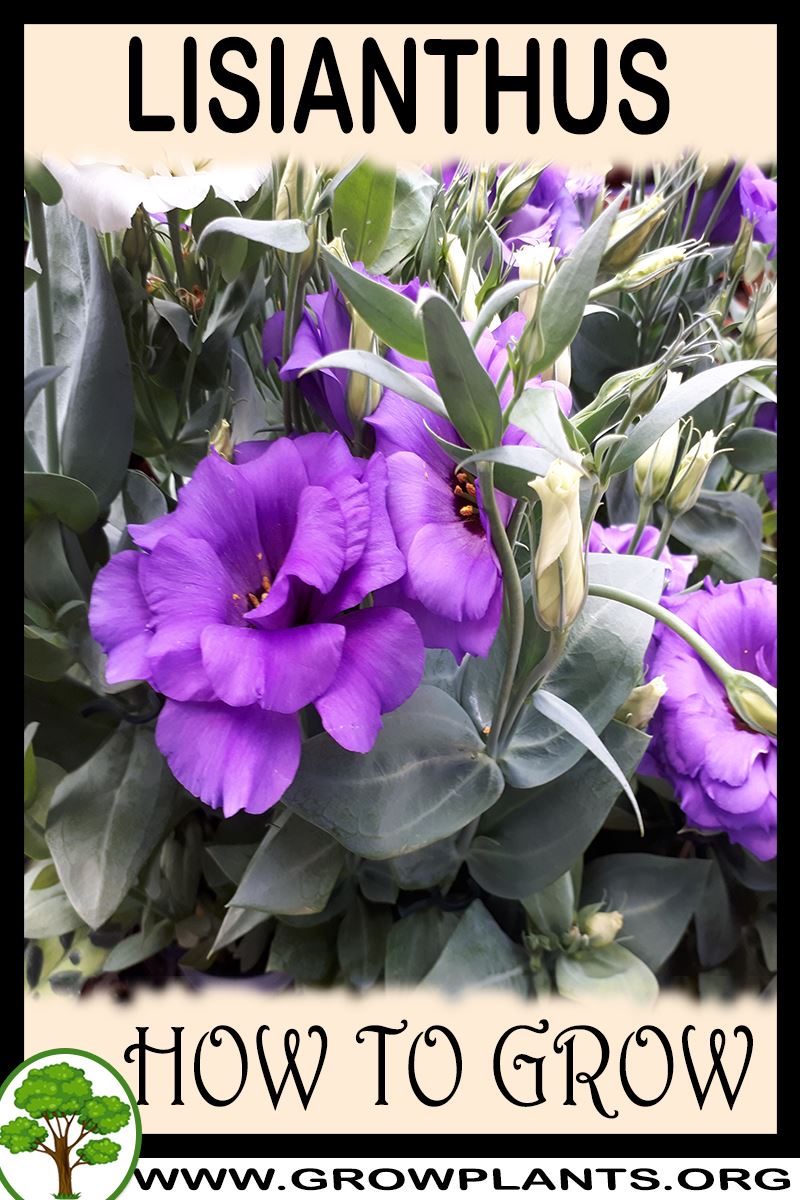 How to grow Lisianthus