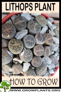 How to grow Lithops