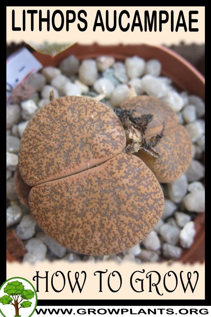 How to grow Lithops aucampiae