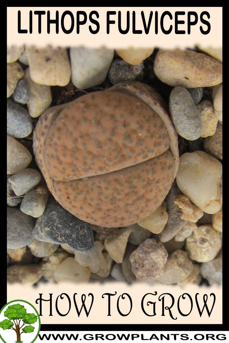 How to grow Lithops fulviceps