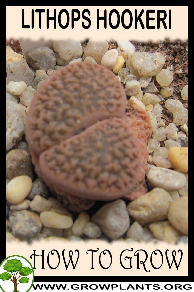 How to grow Lithops hookeri