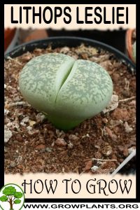 How to grow Lithops lesliei