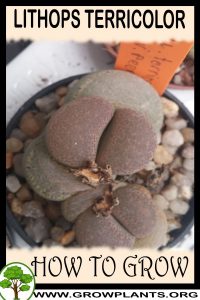 How to grow Lithops terricolor