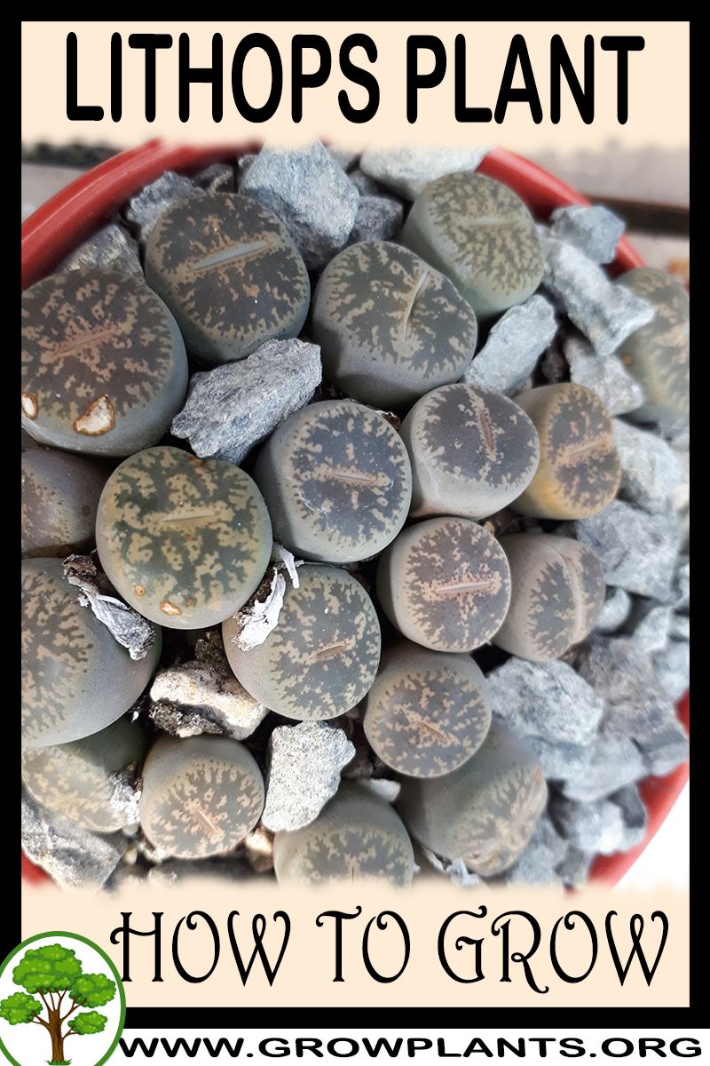 How to grow Lithops
