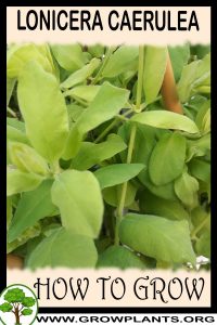 How to grow Lonicera caerulea