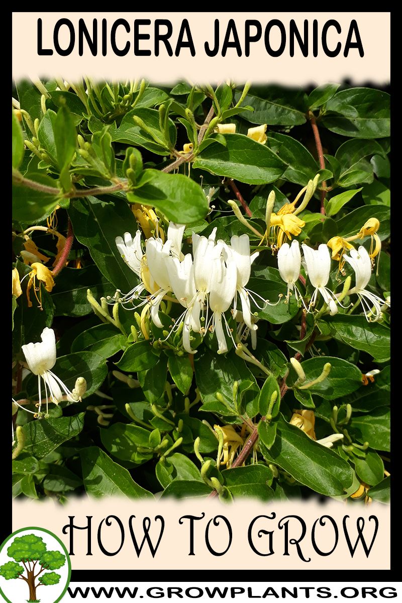 How to grow Lonicera japonica