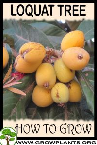 How to grow Loquat