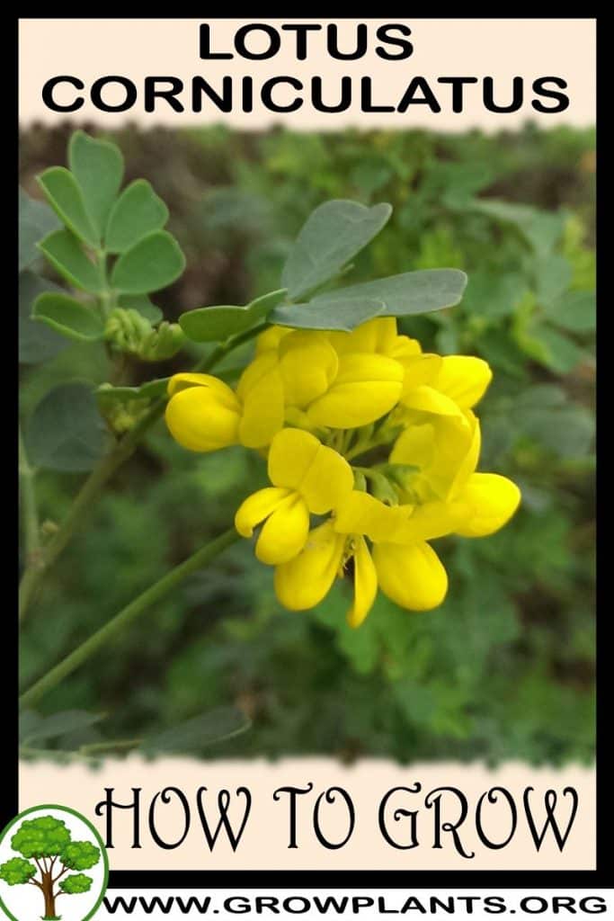 How to grow Lotus corniculatus
