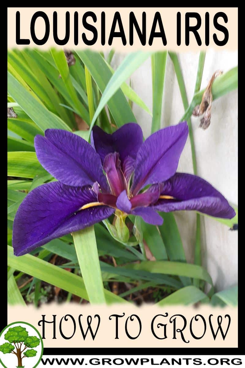 How to grow Louisiana iris