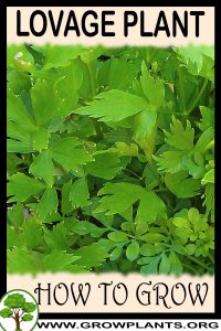 How to grow Lovage