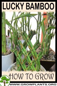 How to grow Lucky bamboo