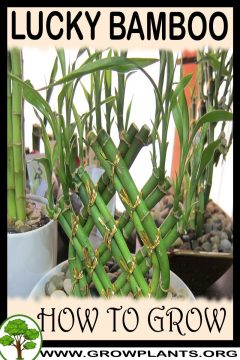 Lucky bamboo - How to grow & care