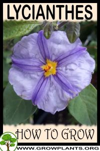 How to grow Lycianthes