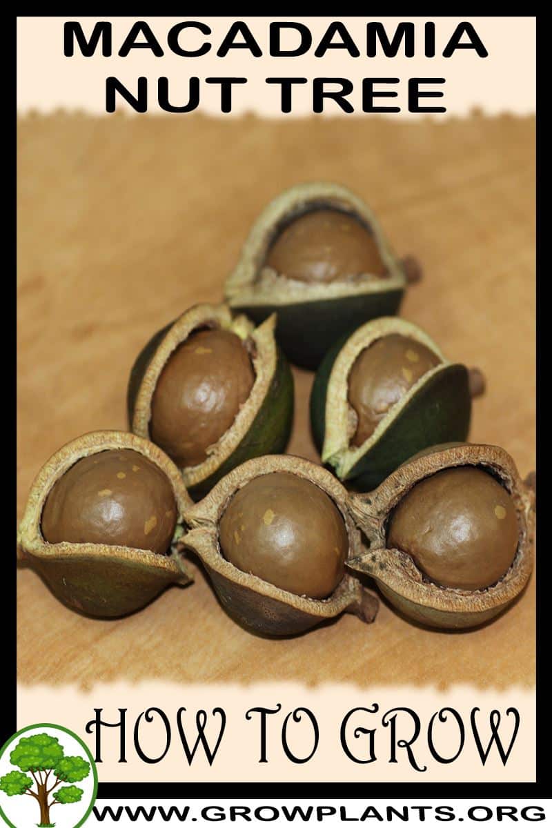 How to grow Macadamia Nut