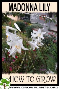 How to grow Madonna Lily