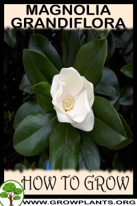 How to grow Magnolia grandiflora