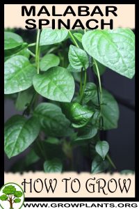 How to grow Malabar spinach