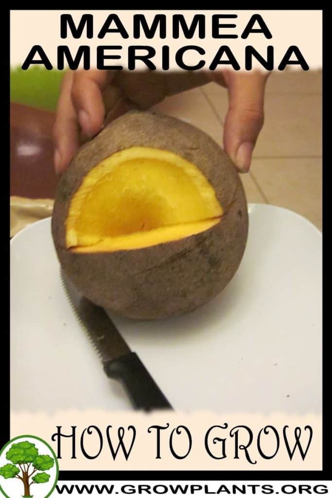 How to grow Mammea americana